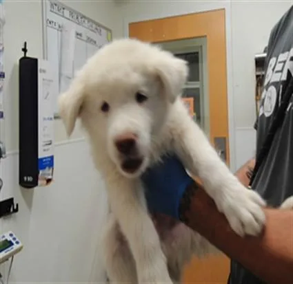 A baby small-sized male Great Pyrenees dog named Dopey for adoption in Albuquerque, NM