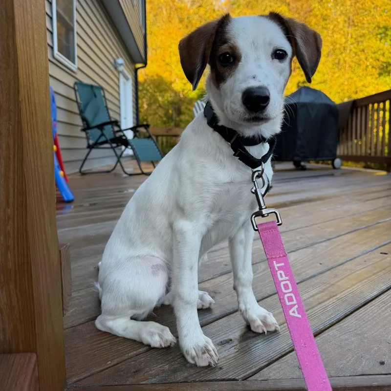 A young medium-sized female Golden Mixed Breed dog named Lexapro for adoption in Fredericksburg, VA