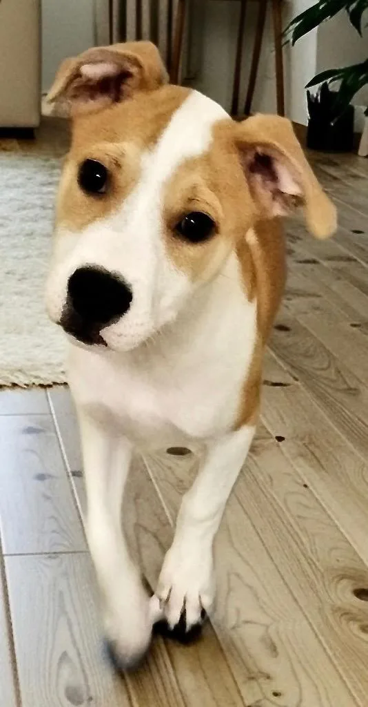 A baby medium-sized female Mountain Cur dog named Sloanemo Puppy! for adoption in Fort Myers, FL