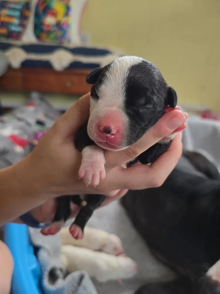 An adult medium-sized female Tricolor (Brown, Black, & White) American Bulldog dog named Hope for adoption in Lakeland, FL