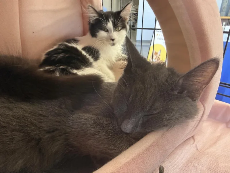A baby small-sized female Domestic Medium Hair cat named Empurress Katze for adoption in Chandler, AZ