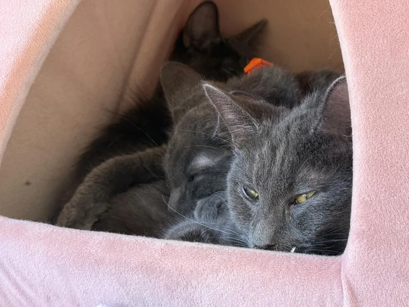 Empurress Katze thumbnail 3