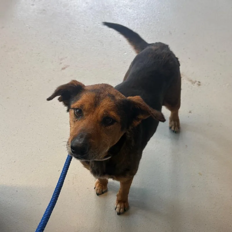 A senior medium-sized female Black Mixed Breed dog named Pompeii for adoption in Huntington, WV