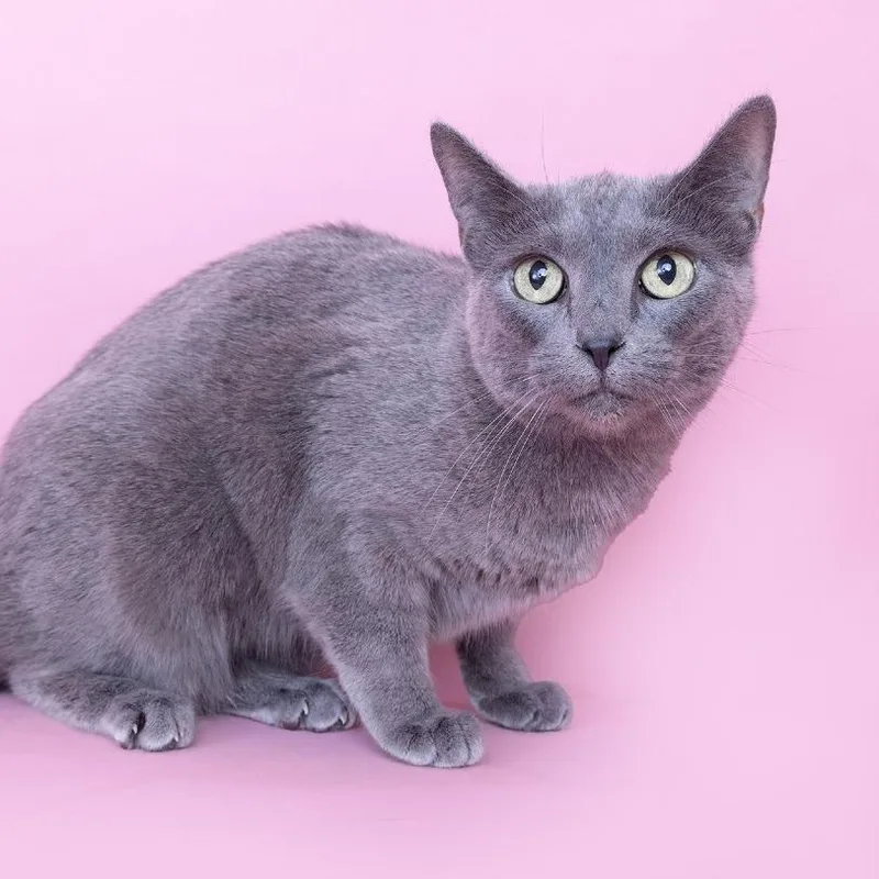 A senior medium-sized female Gray / Blue / Silver Domestic Short Hair cat named Dory for adoption in Franklin, TN