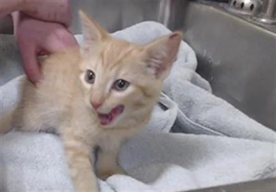 A baby small-sized male Domestic Short Hair cat named Abe for adoption in Denver, CO