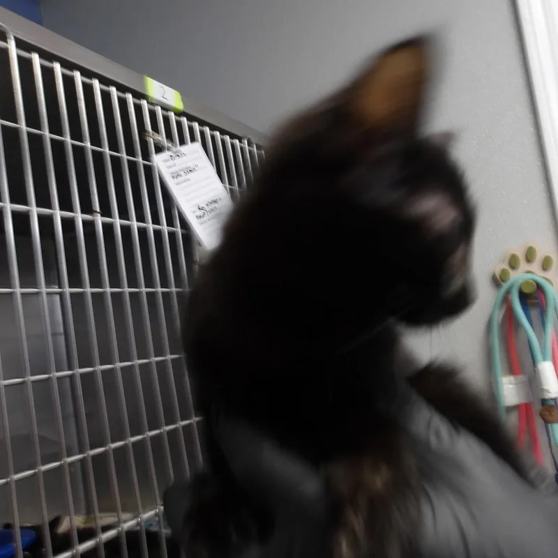 A baby small-sized male Black Domestic Short Hair cat named Drexel for adoption in Marble, NC