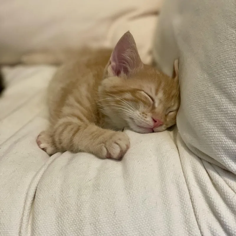 A baby small-sized male Orange / Red Domestic Short Hair cat named Cowpoke for adoption in Plainfield, IL