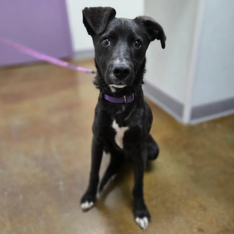 A young medium-sized male Brindle Labrador Retriever dog named Maverick for adoption in Albuquerque, NM