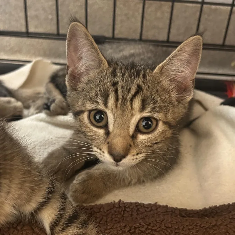 A baby small-sized male Brown / Chocolate Domestic Short Hair cat named Tomato for adoption in South Elgin, IL