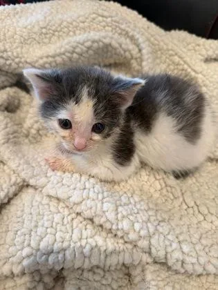 A baby small-sized male Domestic Medium Hair cat named Bucees for adoption in Cincinnati, OH