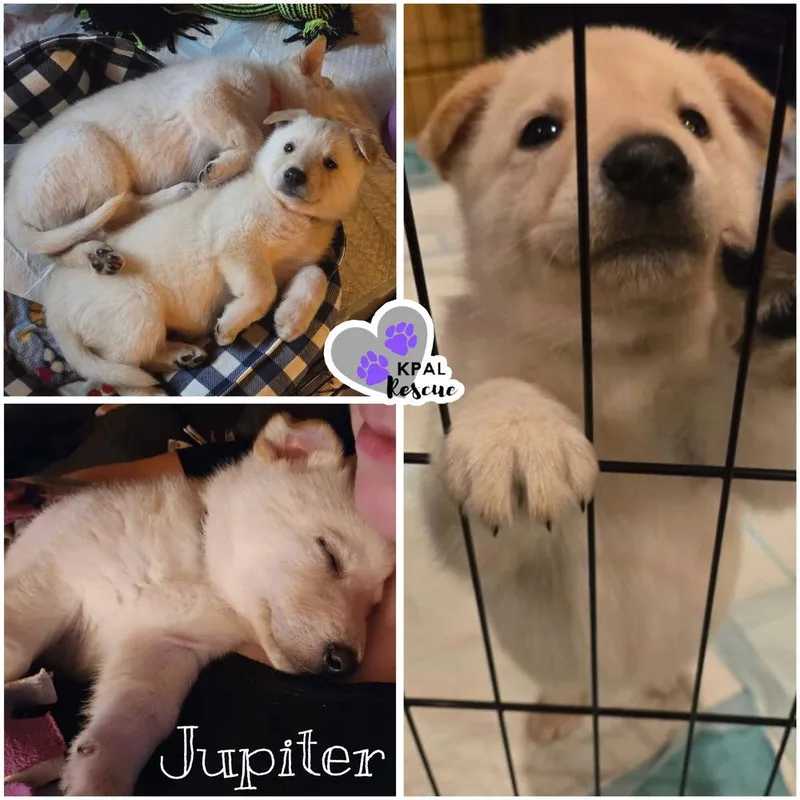A baby large-sized male Mixed Breed dog named Jupiter  Planet Litter for adoption in Kenai, AK