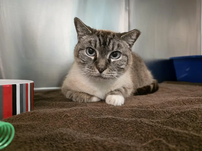 An adult medium-sized female Lilac Point Siamese cat named Trevis for adoption in Umatilla, FL