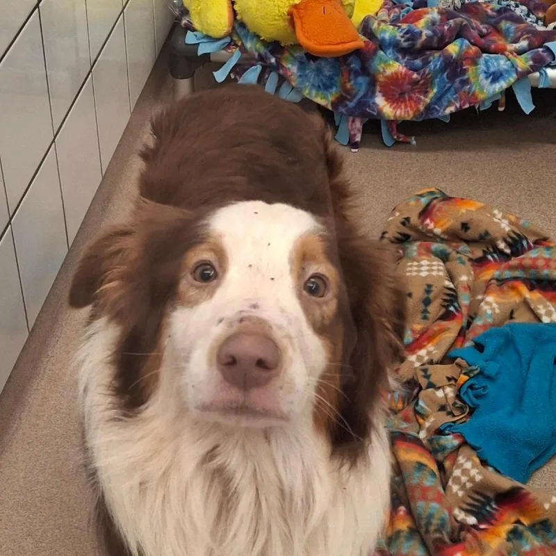 An adult medium-sized male Border Collie dog named River for adoption in Zanesville, OH