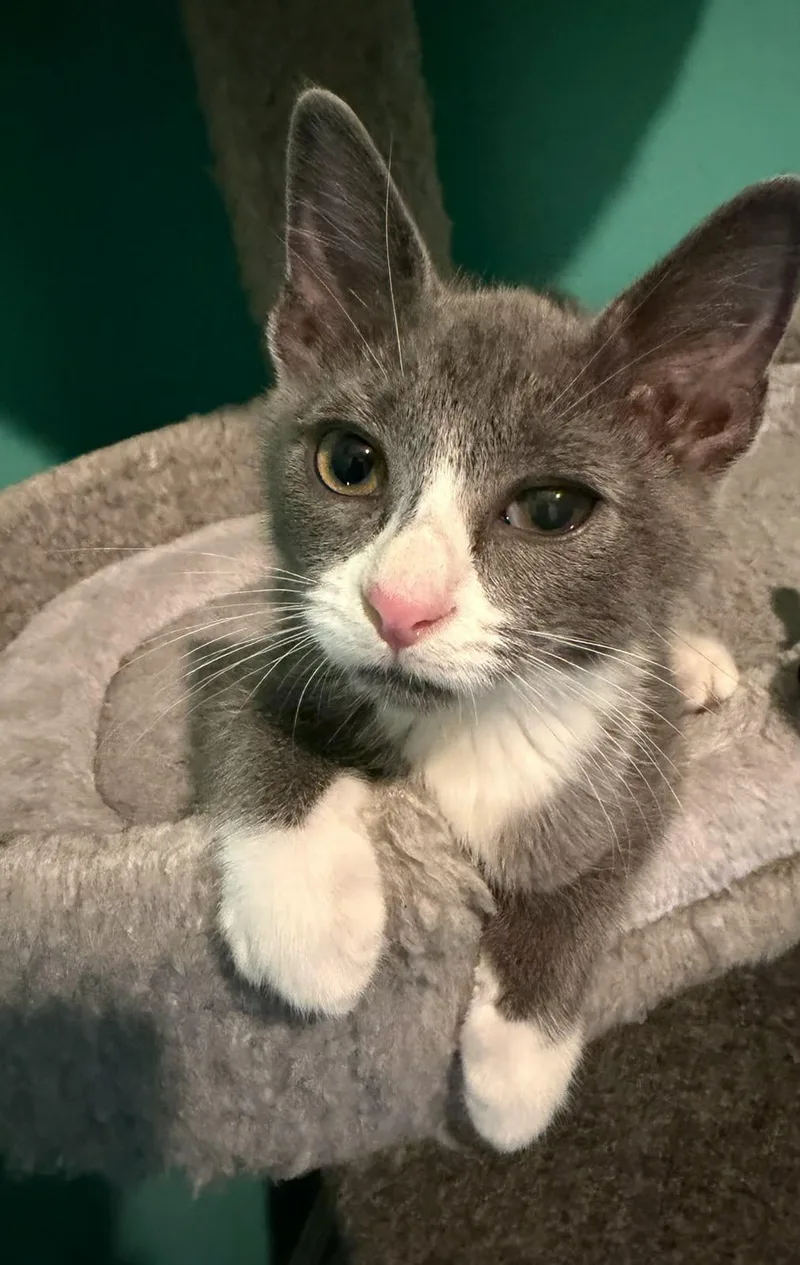 A baby medium-sized male Gray & White Domestic Short Hair cat named Raider for adoption in Gonic, NH