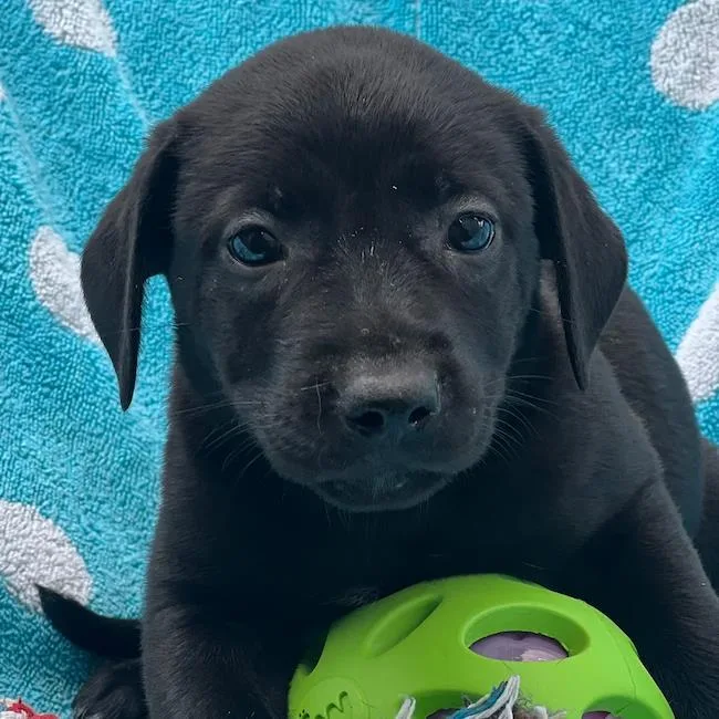 A baby large-sized female Shepherd dog named Prada Pup Streep for adoption in San Diego, CA