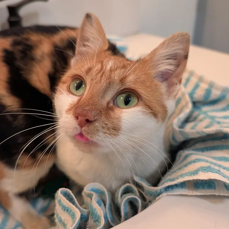 Carrot Cake thumbnail 2