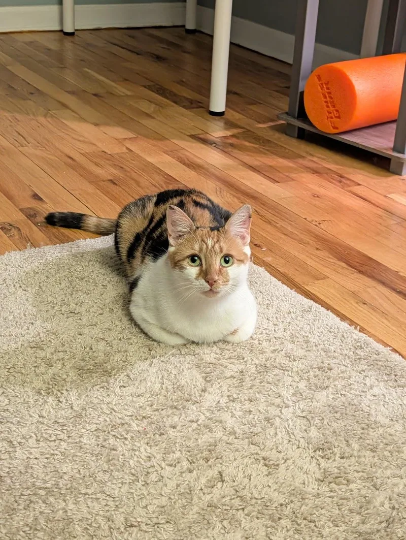 Carrot Cake thumbnail 3