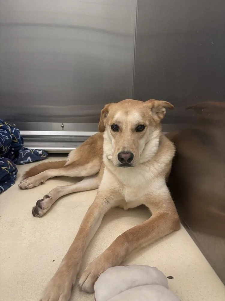 An adult large-sized male Brown / Chocolate Labrador Retriever dog named Eric for adoption in Kalamazoo, MI