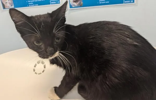 A baby small-sized female Domestic Short Hair cat named Donna for adoption in San Diego, CA