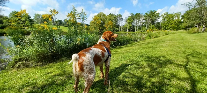 An adult medium-sized male Red / Chestnut / Orange Brittany Spaniel dog named Roko for adoption in Marion, MA