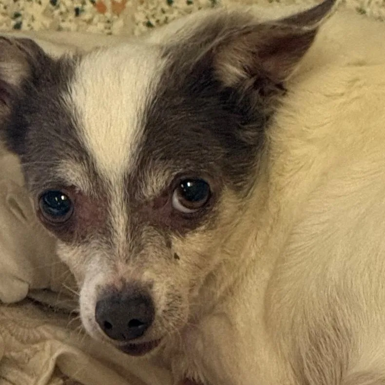 A senior small-sized female White / Cream Chihuahua dog named Anchor for adoption in Gulfport, MS