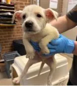 A baby medium-sized male Mixed Breed dog named Baron for adoption in West Chester, PA