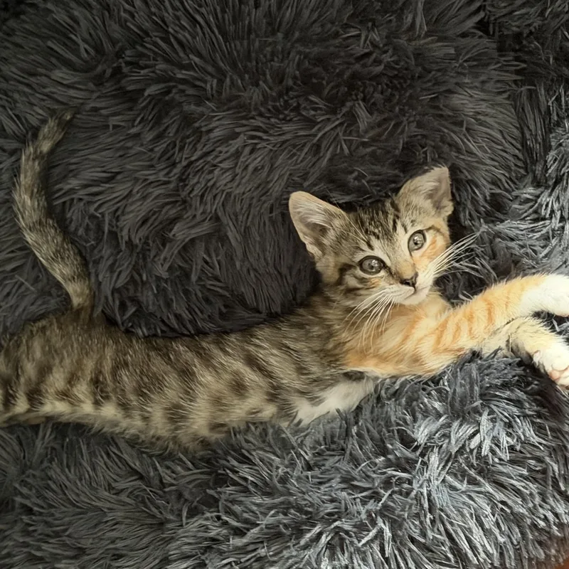 A baby medium-sized female Calico Domestic Short Hair cat named Blossom for adoption in jacksonville, FL