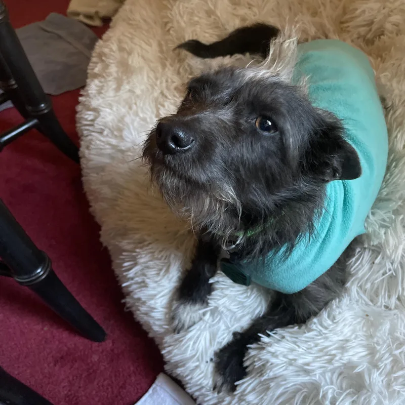 An adult small-sized female Yorkshire Terrier dog named Lulu for adoption in Lakeport, CA