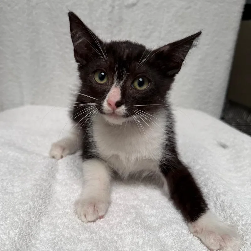 A baby small-sized male Black Domestic Short Hair cat named Funshine for adoption in Hawthorne, CA