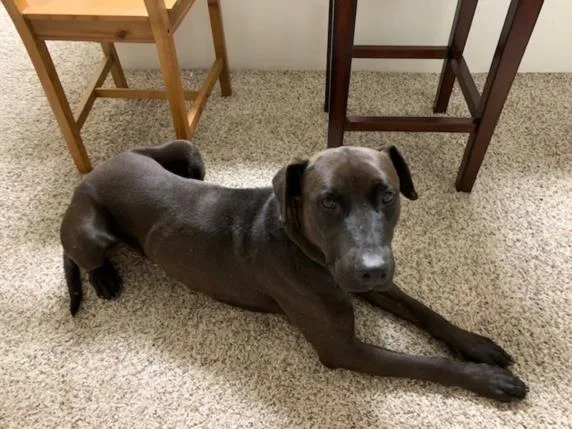 An adult medium-sized male Mixed Breed dog named Gaston for adoption in Santa Fe, NM