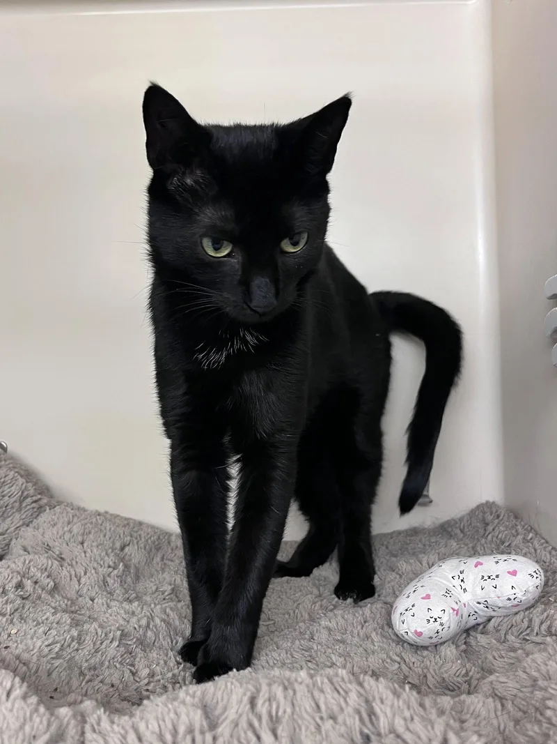 A young medium-sized female Black Domestic Short Hair cat named Rayven RM for adoption in Rockaway, NJ