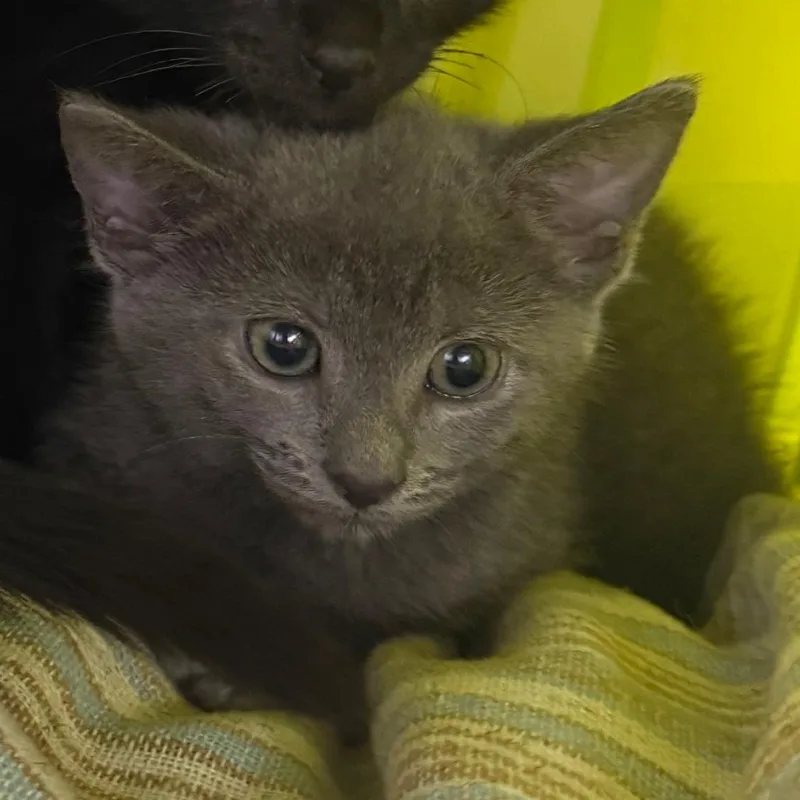 A baby small-sized male Black Domestic Short Hair cat named Glenda for adoption in Emporia, KS