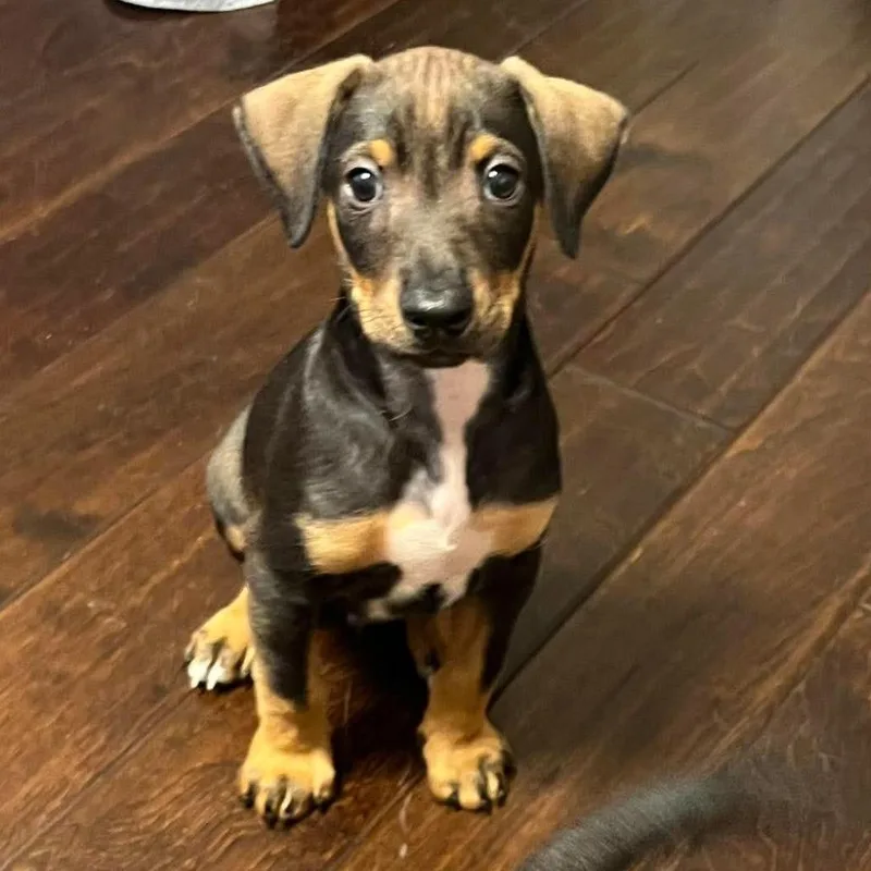 A baby large-sized male Black Doberman Pinscher dog named Bruno C Costa for adoption in Chino Hills, CA