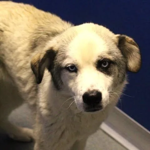 An adult medium-sized male White / Cream Border Collie dog named 26-00928 for adoption in Fredericksburg, VA