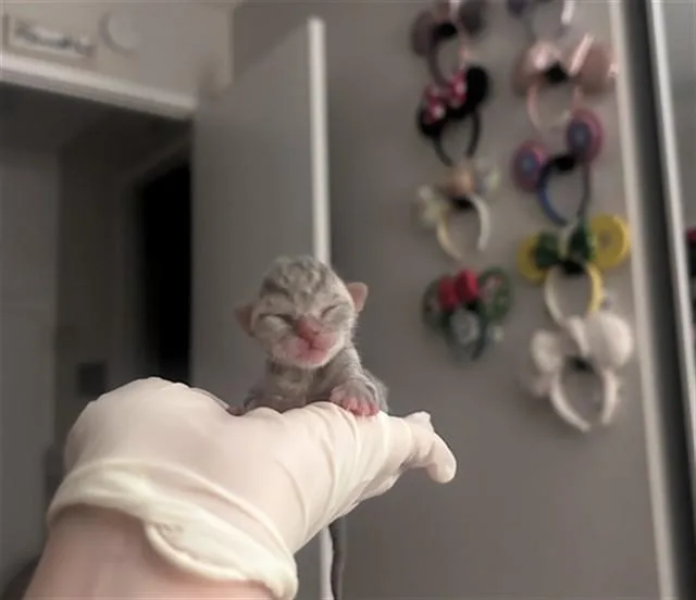 A baby small-sized male Domestic Short Hair cat named Pancho for adoption in Riverside, CA