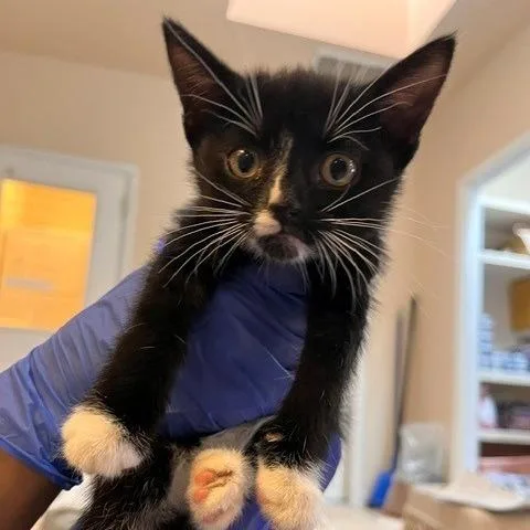 A baby small-sized female Black Domestic Short Hair cat named Drone for adoption in Kanab, UT