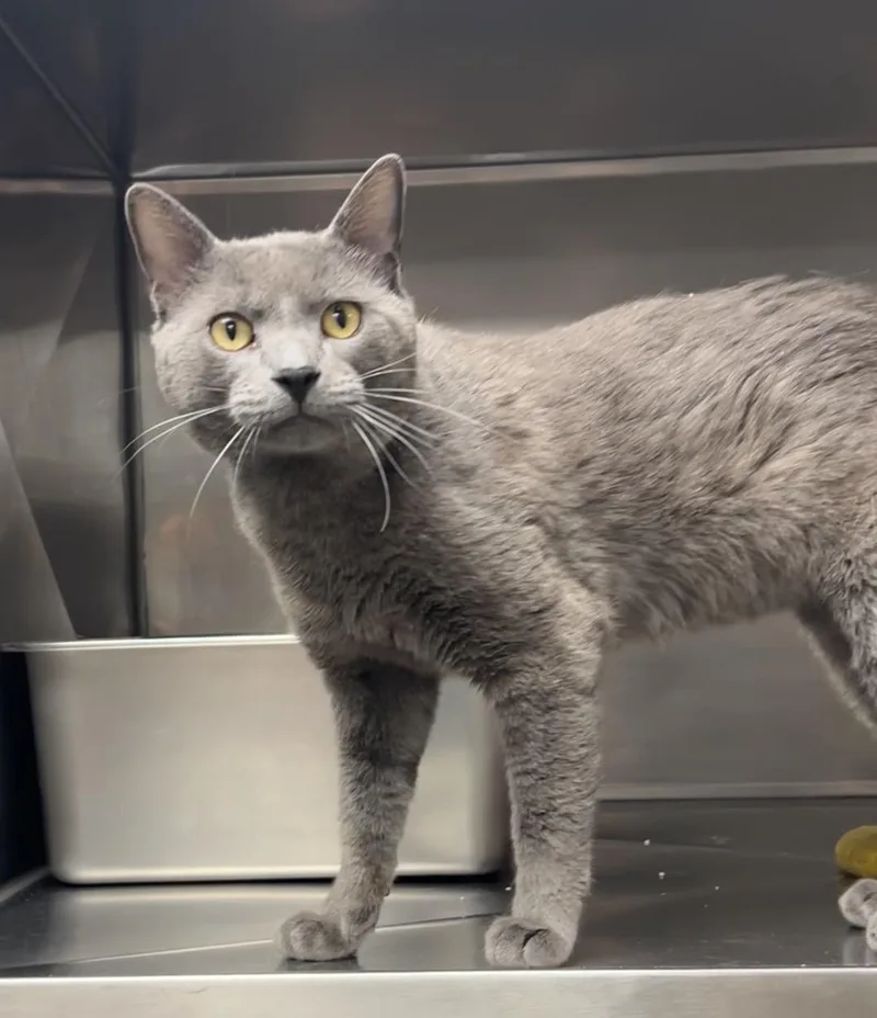 A young medium-sized male Gray / Blue / Silver Domestic Short Hair cat named Chestnut for adoption in Montville, NJ
