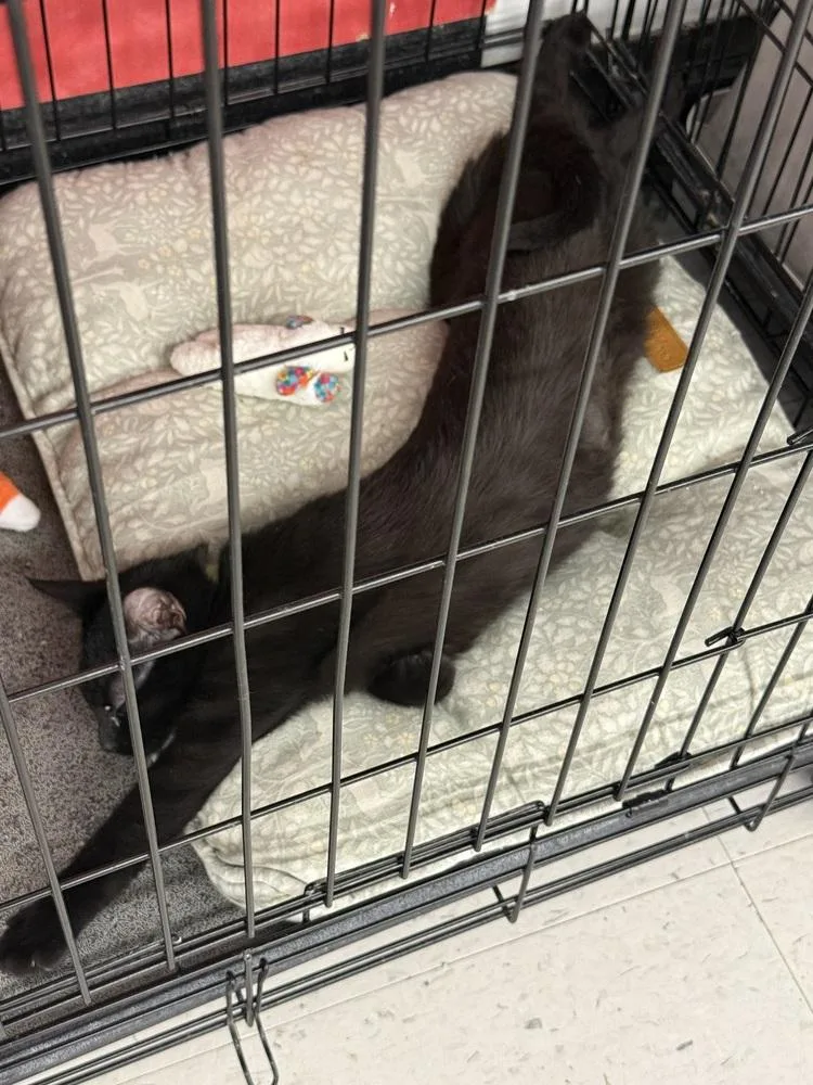 A baby small-sized female Domestic Short Hair cat named Toaster for adoption in Taylor, PA