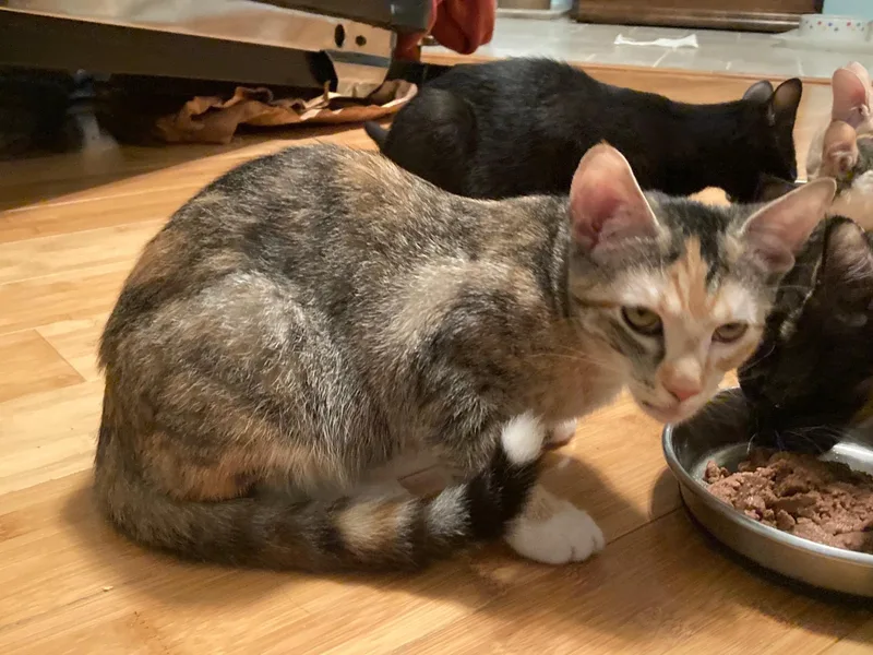 A baby medium-sized female Calico cat named Firefly for adoption in Watkinsville, GA