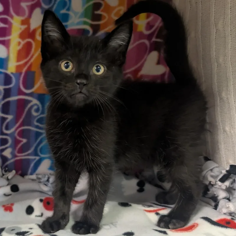 A baby small-sized male Black Domestic Short Hair cat named Tyrion for adoption in Naples, FL