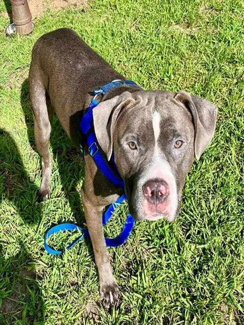 A young large-sized male Pit Bull Terrier dog named Caylex for adoption in Boston, MA