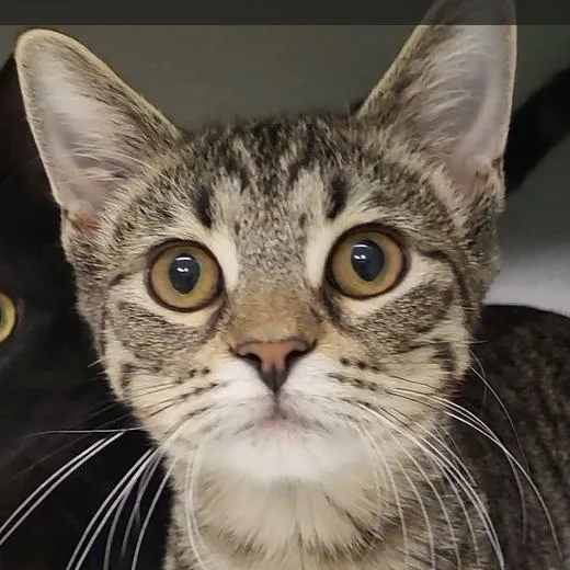 A baby medium-sized female Tabby (Brown / Chocolate) Domestic Short Hair cat named Dolce for adoption in Grayslake, IL