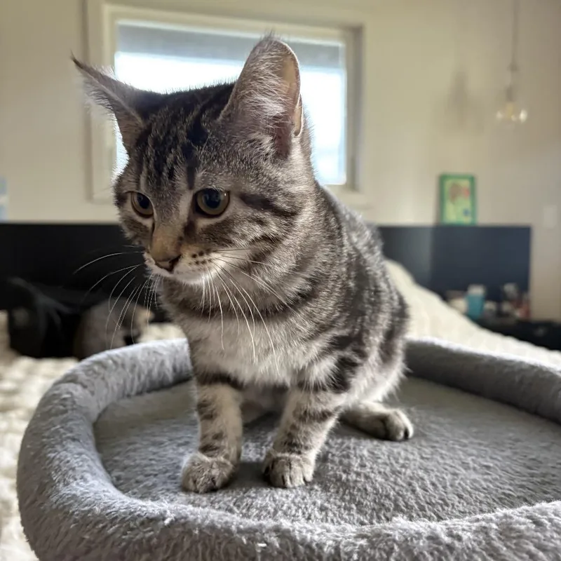 A baby small-sized female Gray / Blue / Silver Domestic Short Hair cat named Smoosh for adoption in Spokane, WA