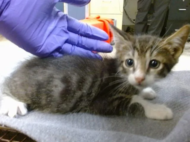 A baby small-sized male Domestic Short Hair cat named Titan for adoption in Miami, FL