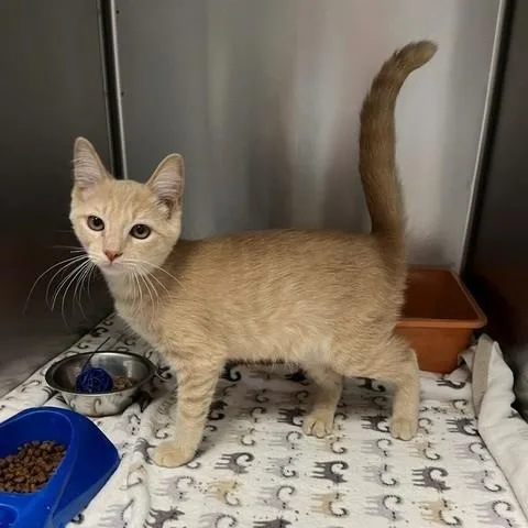 A young small-sized female Orange / Red Domestic Short Hair cat named Ginger Snap for adoption in Tyler, TX