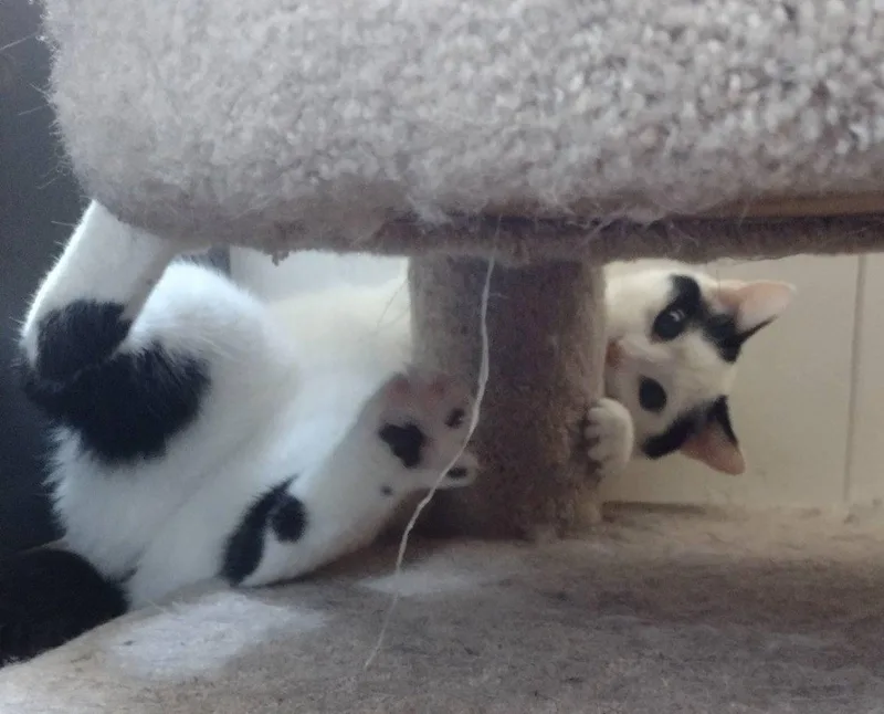 An adult large-sized male Domestic Short Hair cat named Travis for adoption in St. Charles, IL
