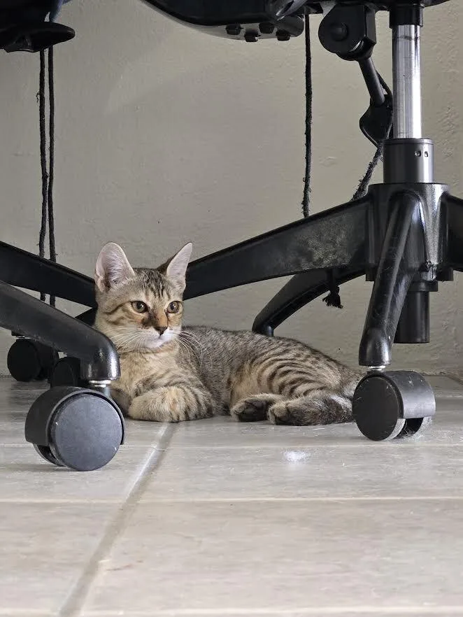 Nala thumbnail 2