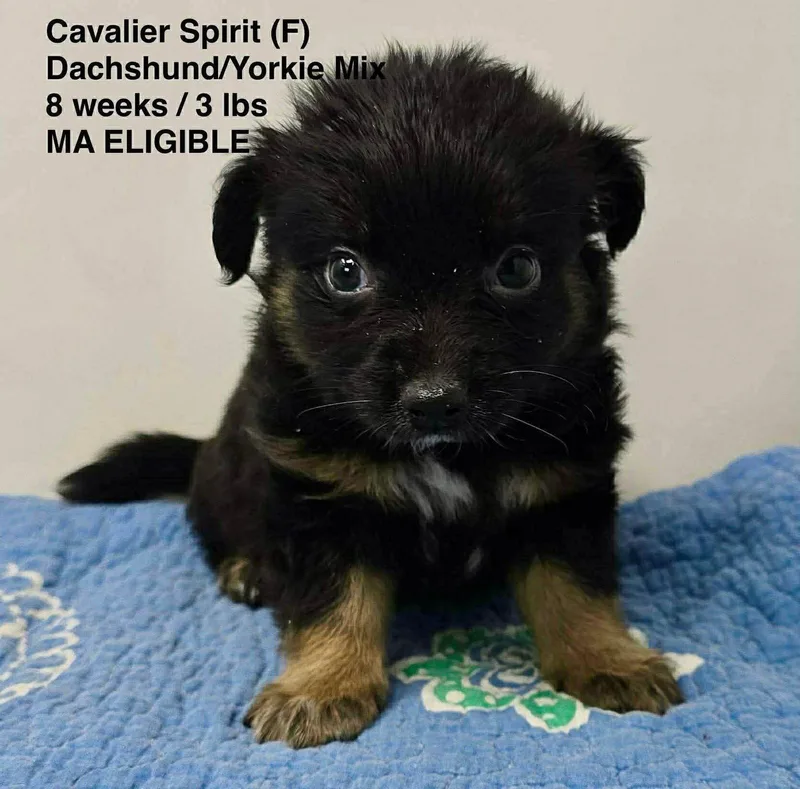A young small-sized female Dachshund dog named Cavalier Spirit for adoption in Pomfret Center, CT