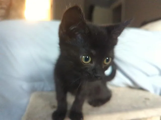 A baby small-sized female Domestic Short Hair cat named Ms. Blackie for adoption in Charlotte, NC