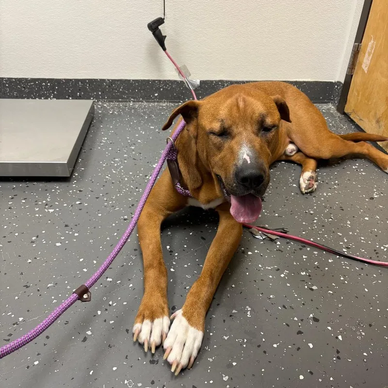 An adult large-sized male Red / Chestnut / Orange Mixed Breed dog named Titan for adoption in Columbiana, AL